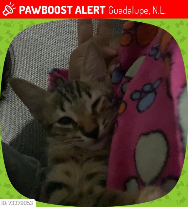 Lost Female Cat last seen Colonia Nereo Ríos, Guadalupe, N.L. 67180