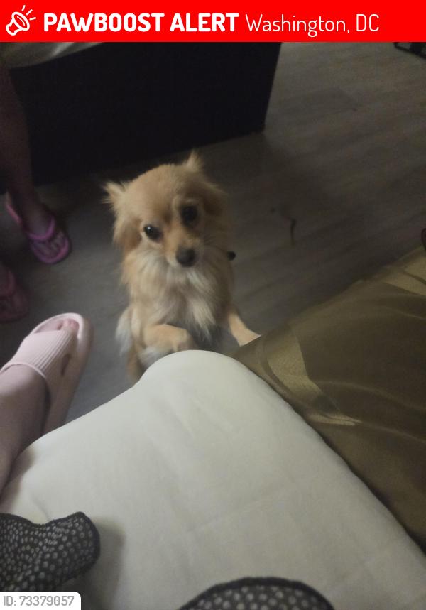 Lost Female Dog last seen Gallatin nd 7th, Washington, DC 20011