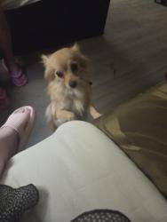 Lost Female Dog last seen Gallatin nd 7th, Washington, DC 20011
