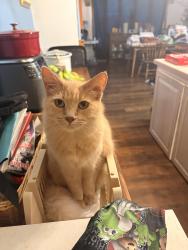 Lost Female Cat last seen Parkdale and orange lawn street, in front of my hse, Livonia, MI 48150