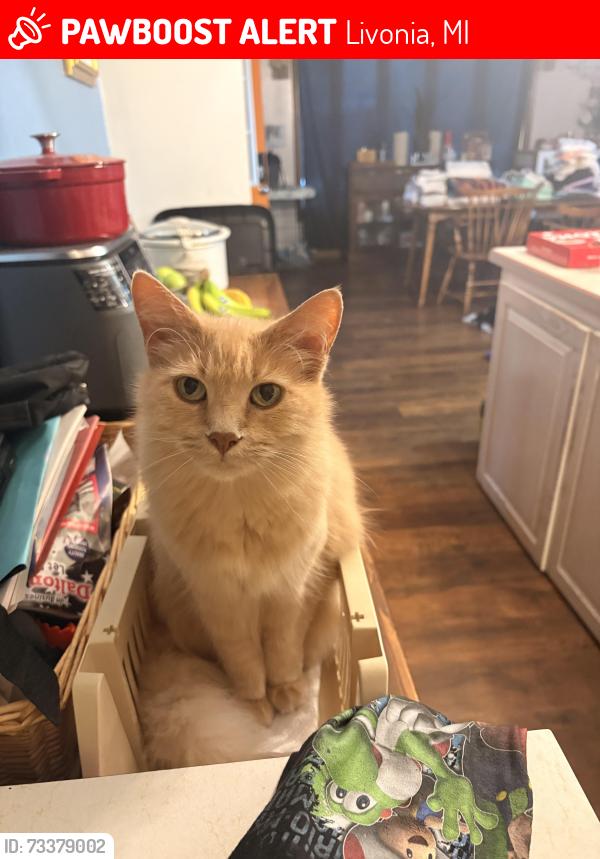 Lost Female Cat last seen Parkdale and orange lawn street, in front of my hse, Livonia, MI 48150