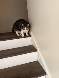 Lost Female Cat last seen Oranole road, Maitland, FL 32751