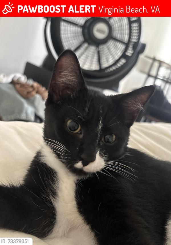 Lost Male Cat last seen South Independence Blvd, Virginia Beach, VA 23462