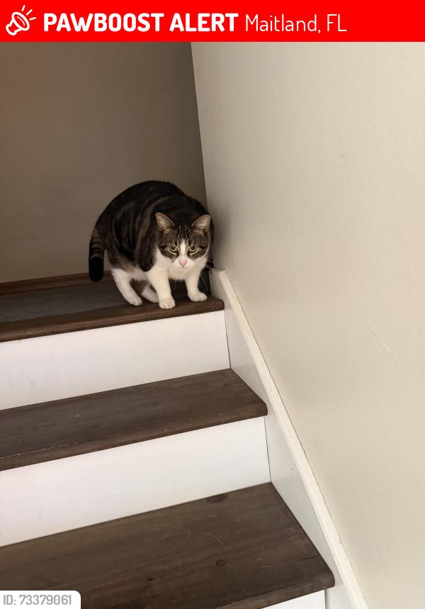 Lost Female Cat last seen Oranole road, Maitland, FL 32751