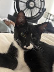 Lost Male Cat last seen South Independence Blvd, Virginia Beach, VA 23462