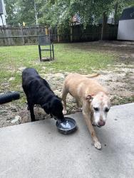 Found/Stray Male Dog last seen Pin oak ct Camden,sc, Camden, SC 29020