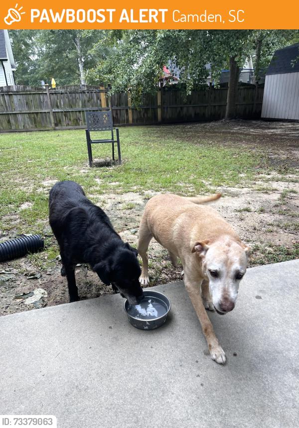 Found/Stray Male Dog last seen Pin oak ct Camden,sc, Camden, SC 29020