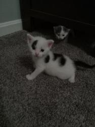 Shelter Stray Female Cat last seen Near Mountmor Ct Balt., MD 21217, 21217, MD, 2490 Giles Rd, Baltimore, MD 21225, USA