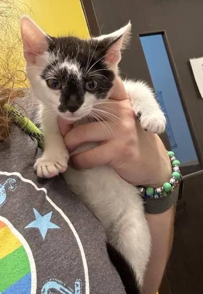 Shelter Stray Unknown Cat last seen Near Edie Ave SE, Atlanta, GA, 1251 Fulton Industrial Blvd NW, Atlanta, GA 30336, USA