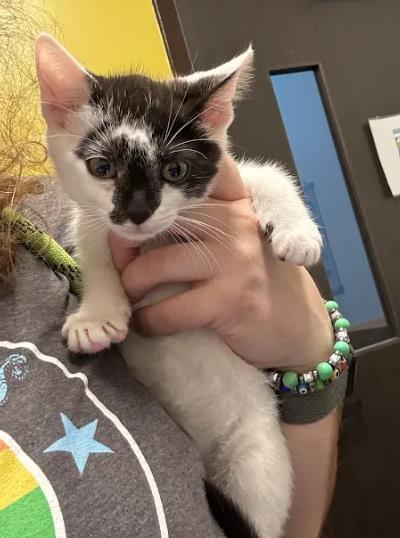 Shelter Stray Unknown Cat last seen Near Edie Ave SE, Atlanta, GA, 1251 Fulton Industrial Blvd NW, Atlanta, GA 30336, USA
