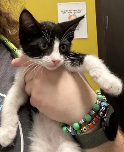 Shelter Stray Unknown Cat last seen Near Edie Ave SE, Atlanta, GA, 1251 Fulton Industrial Blvd NW, Atlanta, GA 30336, USA