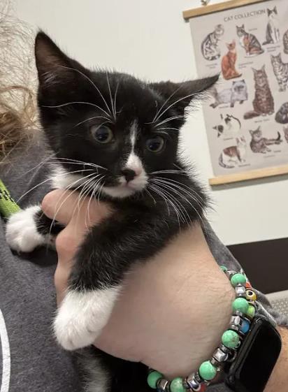 Shelter Stray Unknown Cat last seen Near Edie Ave SE, Atlanta, GA, 1251 Fulton Industrial Blvd NW, Atlanta, GA 30336, USA