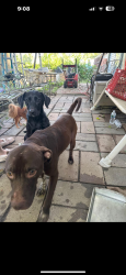 Found/Stray Unknown Dog last seen Margaret, Indianapolis, IN 46203