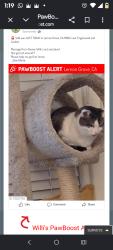 Reunited Female Cat last seen Near Englewood Dr, Lemon Grove, CA 91945, USA, Lemon Grove, CA 91945