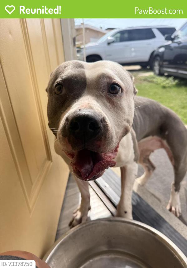 Reunited Female Dog last seen Donax, San Diego, CA 92154