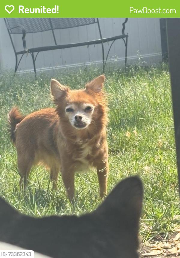 Reunited Female Dog last seen S Hebbard St, Joliet, IL 60433, USA, Joliet, IL 60433