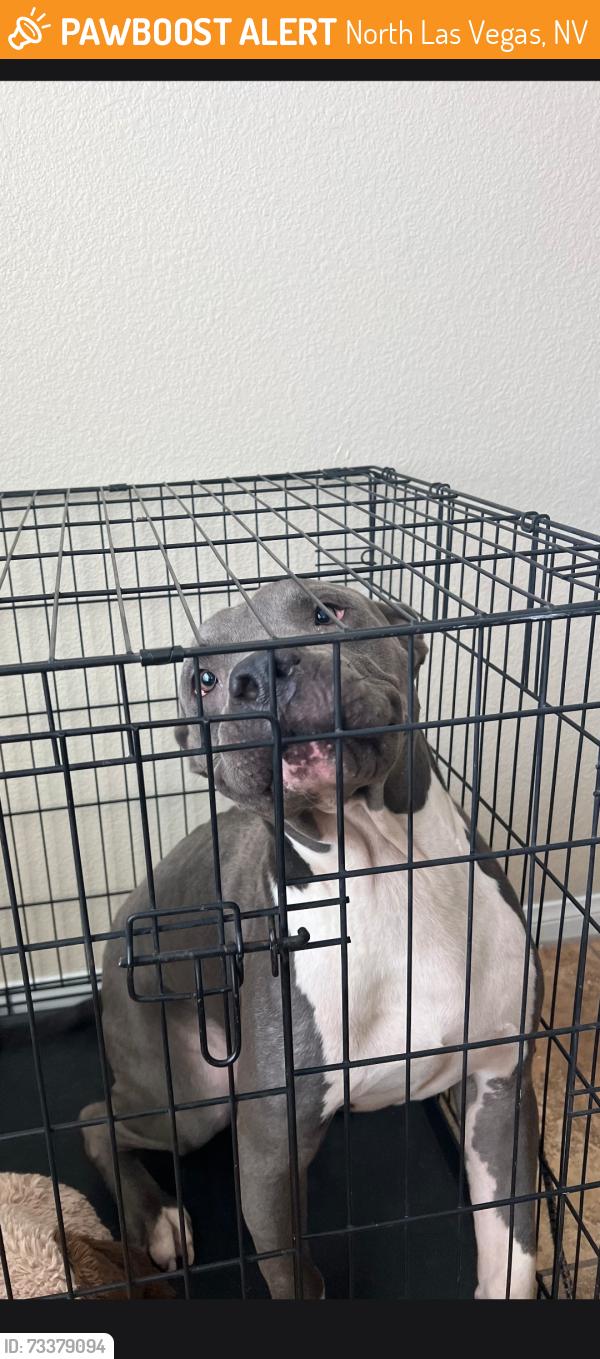 Found/Stray Male Dog last seen Washburn and 5th st, North Las Vegas, NV 89031