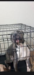 Found/Stray Male Dog last seen Washburn and 5th st, North Las Vegas, NV 89031