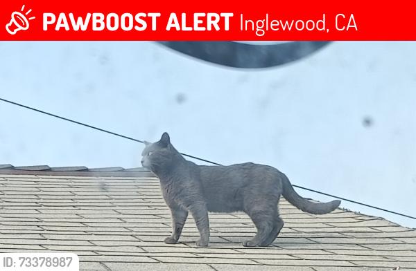 Lost Male Cat last seen Near W 113th St, Inglewood, CA 90303, Inglewood, CA 90303