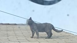 Lost Male Cat last seen Near W 113th St, Inglewood, CA 90303, Inglewood, CA 90303