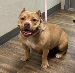 Shelter Stray Female Dog last seen Near Annrea Street, San Diego, CA, 92123, 5500 Gaines St, San Diego, CA 92110, USA