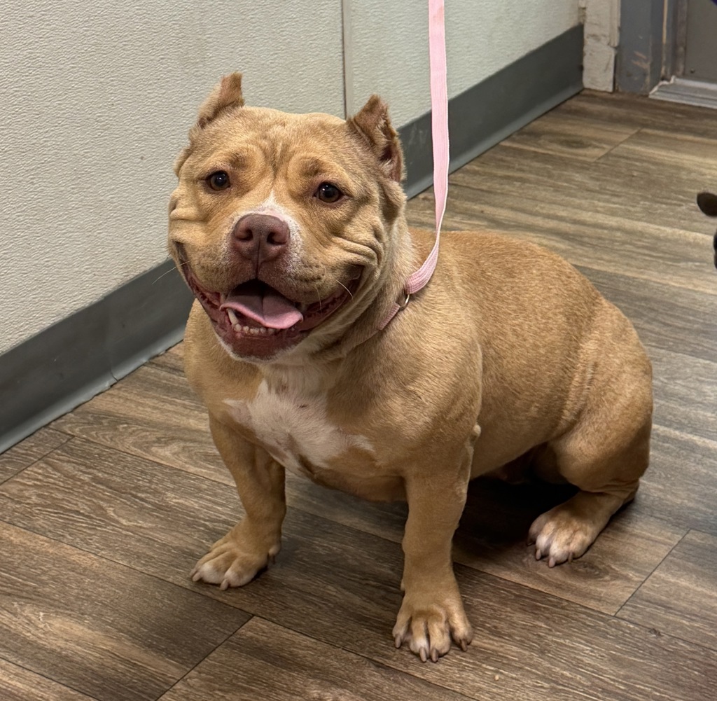 Shelter Stray Female Dog last seen Near Annrea Street, San Diego, CA, 92123, 5500 Gaines St, San Diego, CA 92110, USA