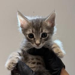 Shelter Stray Male Cat last seen Near Via Las Palmas, National City, CA, 91950, 5500 Gaines St, San Diego, CA 92110, USA