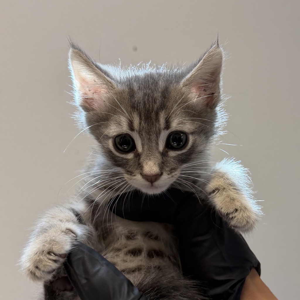 Shelter Stray Male Cat last seen Near Via Las Palmas, National City, CA, 91950, 5500 Gaines St, San Diego, CA 92110, USA