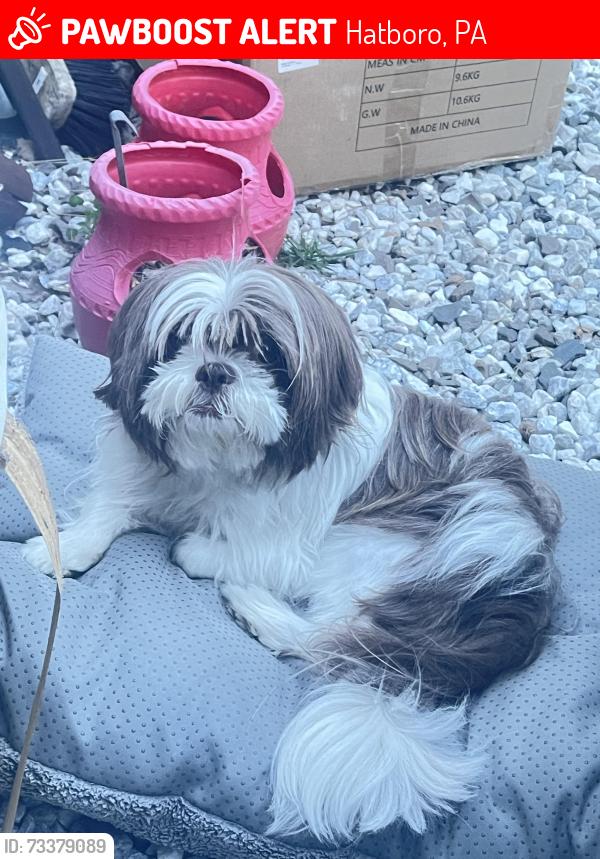 Lost Female Dog last seen East Moreland Ave, Hatboro, PA 19040
