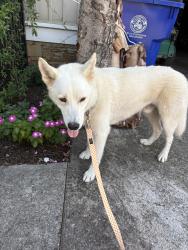 Reunited Male Dog last seen Cleveland TN, Cleveland, TN 37312