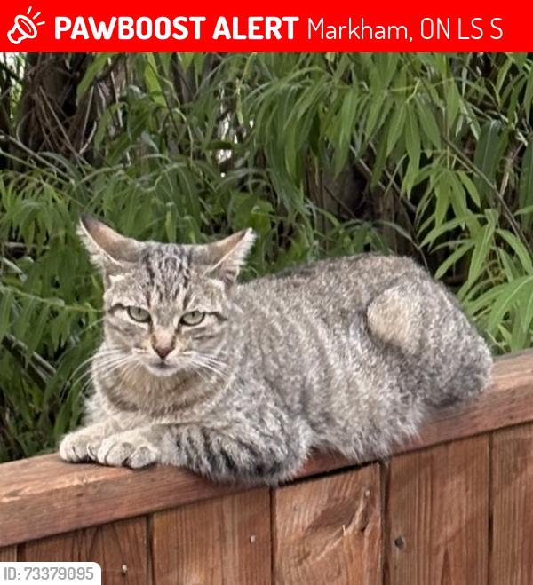 Lost Female Cat last seen Markham road and elson street area. Went missing on Erla court., Markham, ON L3S 4S4