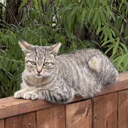 Lost Female Cat last seen Markham road and elson street area. Went missing on Erla court., Markham, ON L3S 4S4