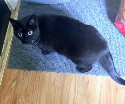 Lost Female Cat last seen Gregg Ave, Reading, PA, Reading, PA 19607