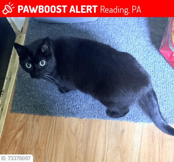 Lost Female Cat last seen Gregg Ave, Reading, PA, Reading, PA 19607