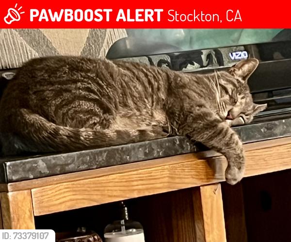 Lost Female Cat last seen Sutter and Harding Way, Stockton, CA 95202