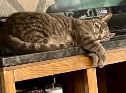 Lost Female Cat last seen Sutter and Harding Way, Stockton, CA 95202