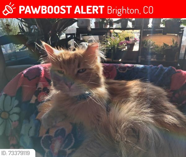 Lost Male Cat last seen Near Electra St, Brighton, CO 80603
