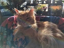 Lost Male Cat last seen Near Electra St, Brighton, CO 80603