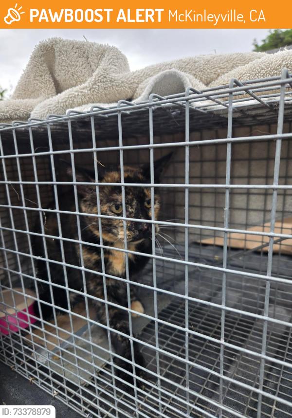 Found/Stray Female Cat last seen School Rd. / Ocean Dr., McKinleyville, CA 95519