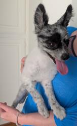 Found/Stray Male Dog last seen PV Drive and Prospect, Redondo Beach, CA 90254
