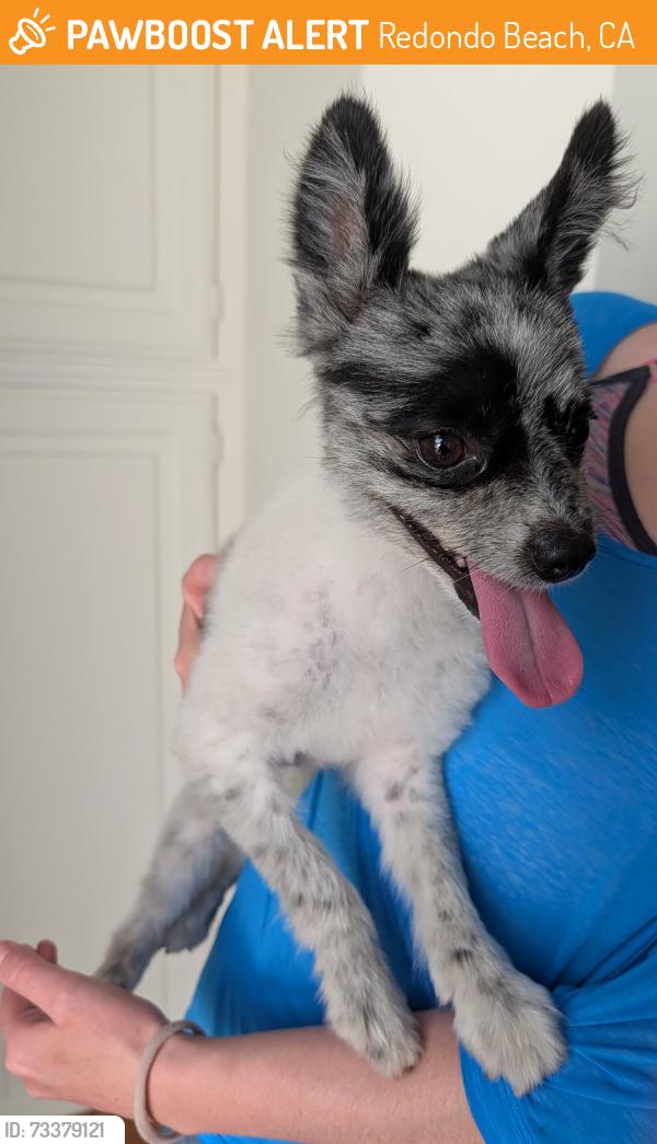 Found/Stray Male Dog last seen PV Drive and Prospect, Redondo Beach, CA 90254