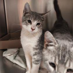 Shelter Stray Male Cat last seen , Animal Care & Control Team of Philly, 111 W Hunting Park Ave, Philadelphia, PA 19140, USA
