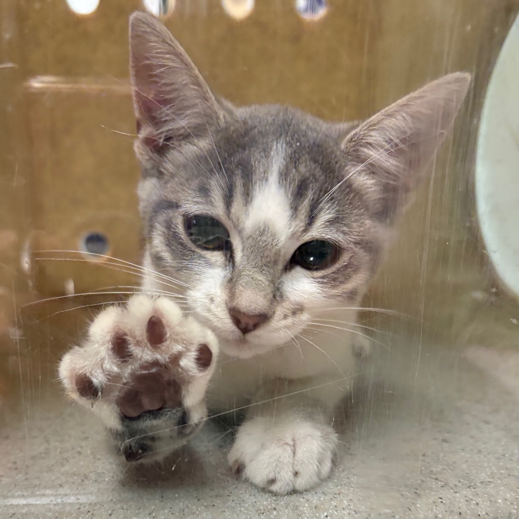 Shelter Stray Female Cat last seen , 361 S Raymond Ave, Pasadena, CA 91105, USA