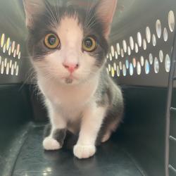 Shelter Stray Male Cat last seen , 6621 Westminster Ave, Garden Grove, CA 92844, USA