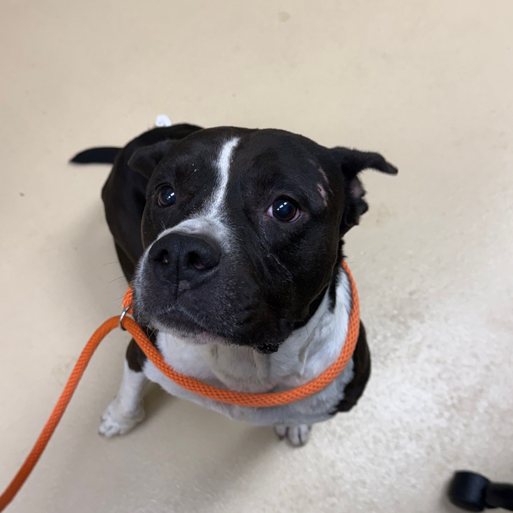 Shelter Stray Female Dog last seen , 5570 Sturmer Park Cir, Winston-Salem, NC 27105, USA
