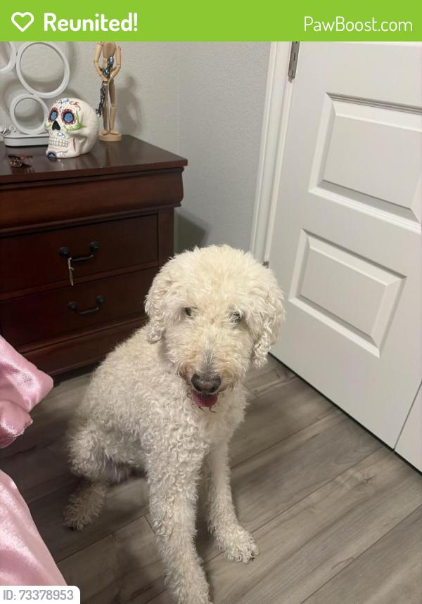 Reunited Female Dog last seen Near Cole Avenue, College Station, TX 77845