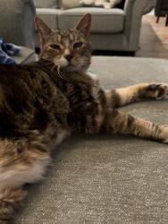 Reunited Male Cat last seen Near Cyndica Dr Chattanooga TN, Chattanooga, TN 37421