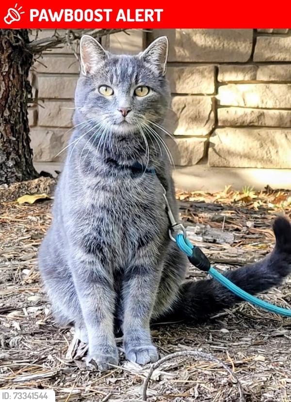 Lost Female Cat last seen Near Range Road 275, Spruce Grove, AB T7X 3S6