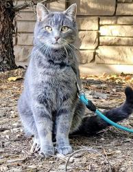Lost Female Cat last seen Near Range Road 275, Spruce Grove, AB T7X 3S6