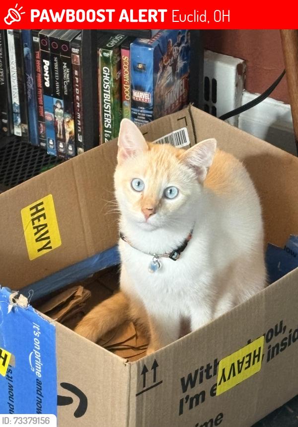 Lost Male Cat last seen 222nd St and Babbit Rd, Euclid, OH 44123